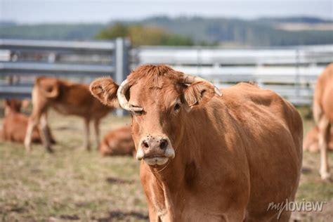 Agriculture Elevage Vache Veau Foin Secheresse Wall Mural Murals