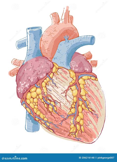 Anatomia Cardiaca Umana Disegno Dettagliato Di Illustrazione Colorata