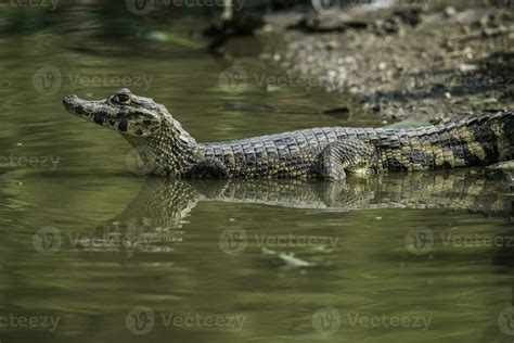 Broad Snouted Caiman Caiman Latirostris Baby Pantanal Mato Grosso