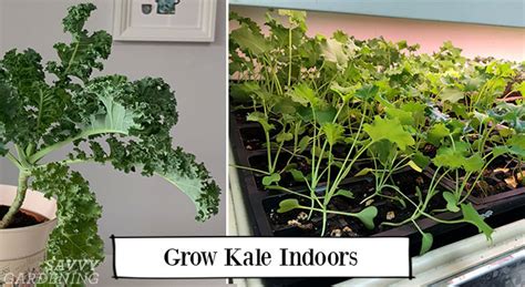 How To Grow Kale Indoors Harvest Fresh Leaves Without Going Outside