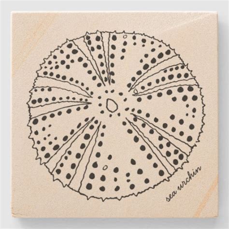 Sea Urchin Drawing Tropical Stone Coaster Zazzle