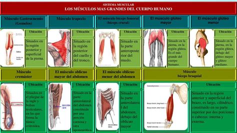 Los Músculos Mas Grandes del Cuerpo Humano Jhon Henry uDocz