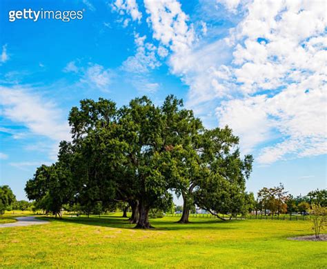 Centenary oak trees 이미지 2030224953 게티이미지뱅크