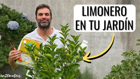 C Mo Cultivar Un Limonero En Tu Jard N Dar Fruta C Mo Podar C Mo