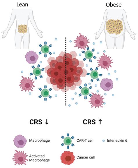 Increased Visceral Fat Distribution And Body Composition Impact Cytokine Release Syndrome Onset