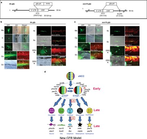 Genetic Fate Mapping Using A Tgbac Ltk Gfp Construct Identifies Download Scientific Diagram