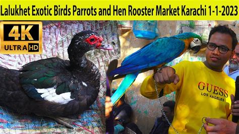 Lalukhet Exotic Birds Parrots And Hen Rooster Market Karachi