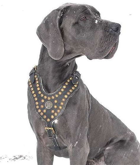 Exclusive Design Studded Leather 【Harness】 for Great Dane : Great Dane ...