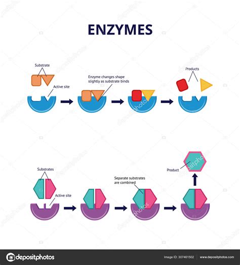 Enzyme Diagram Labeled