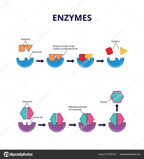 Enzyme Substrates And Active Sites Chemical And Biological Processes Stock Vector By