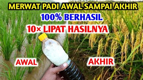 100 Berhasil Panduan Cara Merawat Padi Dari Awal Sampai Panen Youtube