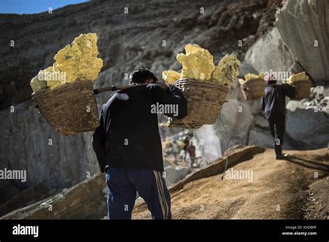 Miners Carrying Baskets Full Of Sulfur Rocks To Top Of Crater Of Kawah