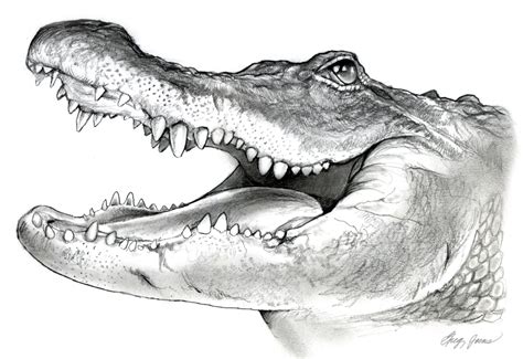 Alligator Head Drawing at PaintingValley.com | Explore collection of ...