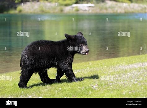 American Black Bear Ursus Americanus Six Month Old Cub Wet Coat Walking