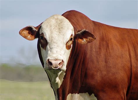 Cattle Dancing Diamond Ranch Registered Braford Cattle