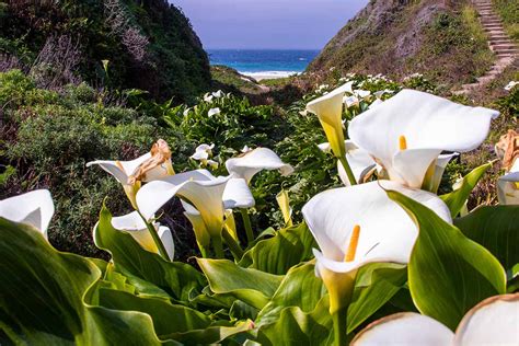 How And When To Water Calla Lilies Gardeners Path