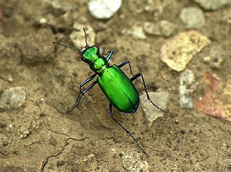 Six Spotted Green Tiger Beetle Cicindela Sexguttata Bugguide