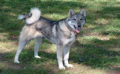 All About West Siberian Laika Dog Breed – Origin, Behavior ...