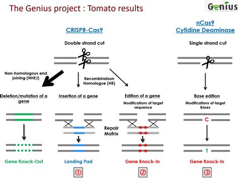 Breeding The CRISPR Cas9 Method Part 2 Tomato News