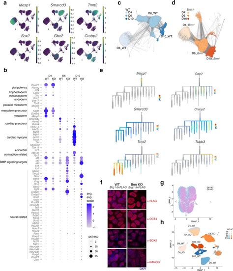 Brm Prevents Acquisition Of Neural Fate After Pre Cardiac Mesoderm