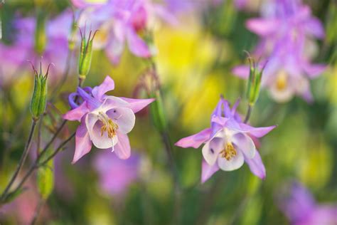 Columbine Flowers Plant Care And Growing Guide