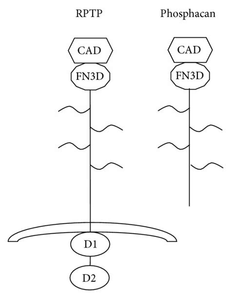 Schematic Representation Of Individual Proteoglycan Molecules A Download Scientific Diagram