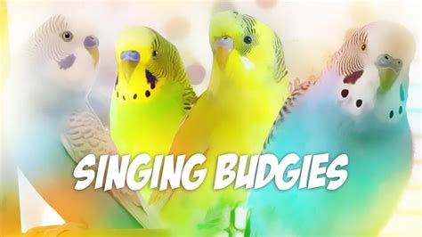 3 Hour Sounds for Lonely Budgies | Budgie singing flock | Budgies ...