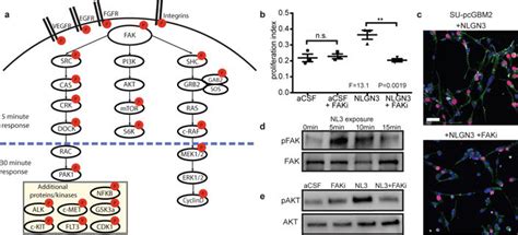 Targeting Neuronal Activity Regulated Neuroligin 3 Dependency In High