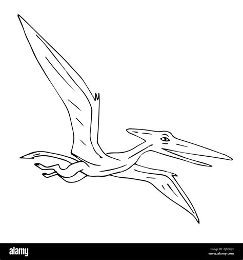 Pterodactyl Fossil Line Drawing