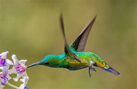 Beija Flor De Veste Verde Caracter Sticas Reprodu O Alimenta O