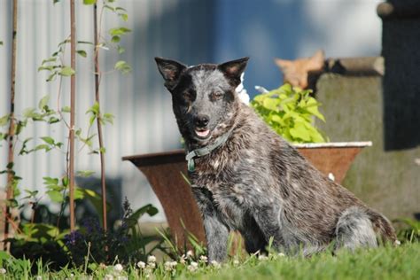 Blue Heeler Puppies Nex Tech Classifieds