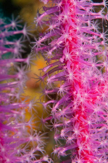 Purple Whip Coral Tengan Pier Okinawa Life Under The Sea Ocean