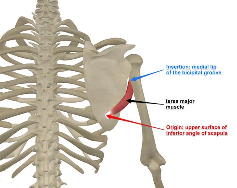 Teres Major Origin And Insertion