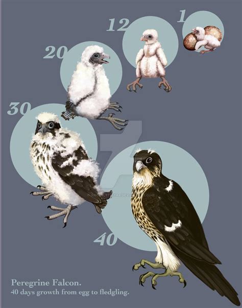 Peregrine Falcon Growth Chart by Anceylee-Star on DeviantArt