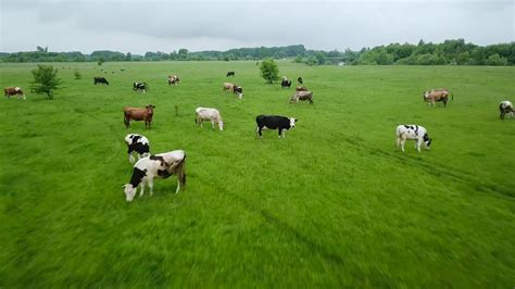 Flying Over Green Field With Grazing Cows Stock Footage Sbv 324149081