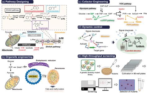 Engineering The Oleaginous Yeast Yarrowia Lipolytica To Produce