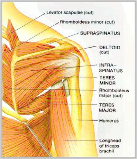 Shoulder Muscle Structure Diagrams