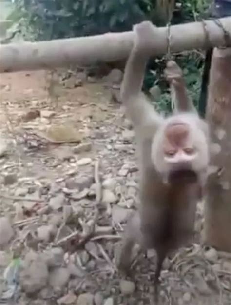 Baby monkeys suffering sick abuse by vile ‘owners’ sharing torture ...