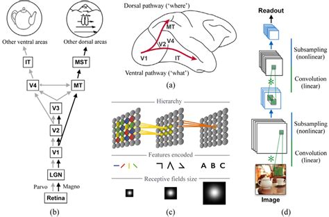 The Classical View Of Hierarchical Feed Forward Processing A The Two Download Scientific