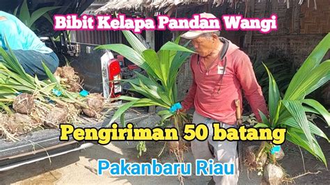 Kirim Kelapa Genjah Pandan Wangi Ke Pekanbaru Riau Budidaya Kelapa