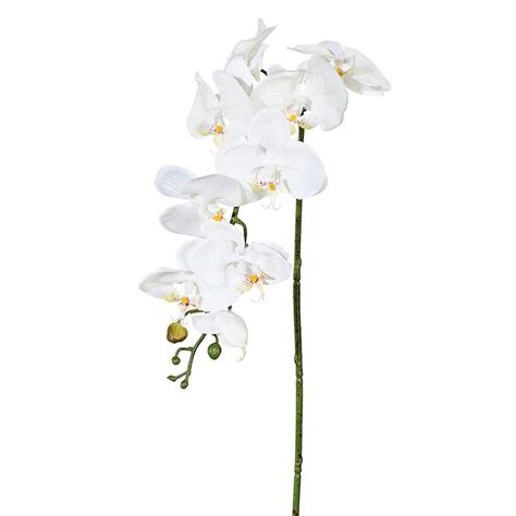 Künstlicher Orchideenzweig in creme online bestellen Pflanzen Kölle