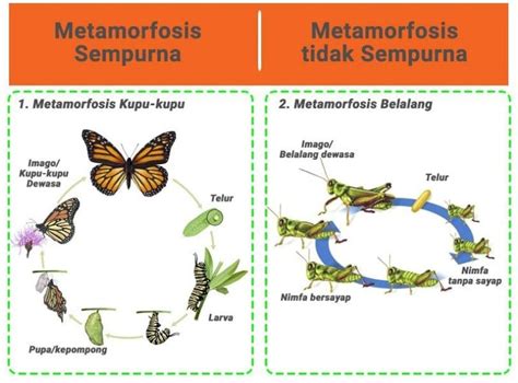 Pengertian Metamorfosis Sempurna Dan Tidak Sempurna