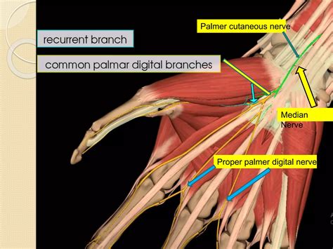 Peripheral Nerves Of Upper Limb [radial Median And Ulnar Nerve] Ppt