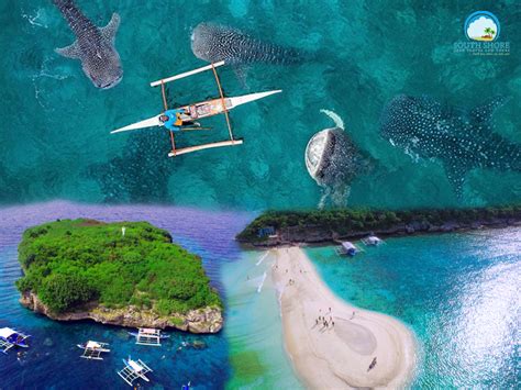 Olsob Whale Shark Tour Sumilon Island And Moalboal Pescador Island