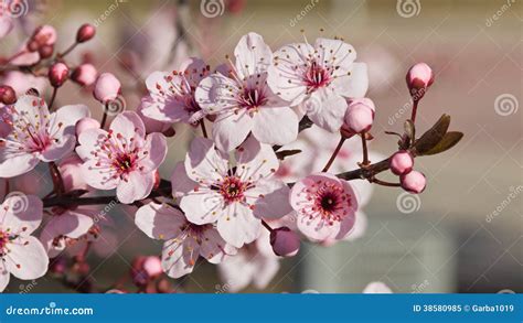 Japanese Plum Flowers Royalty Free Stock Photo Image 38580985