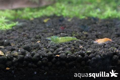 Neocaridina Mix Aquasquilla