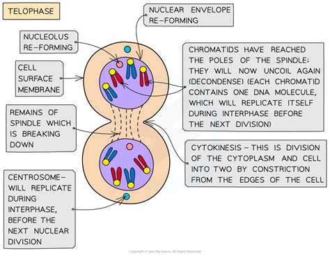 The Stages Of Mitosis Cie As Biology Revision Notes 2025