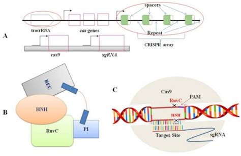 Crispr Cas9 Animation