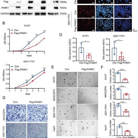 Pank1 Inhibits Proliferation Growth And Invasion Of Hcc Cells A Download Scientific