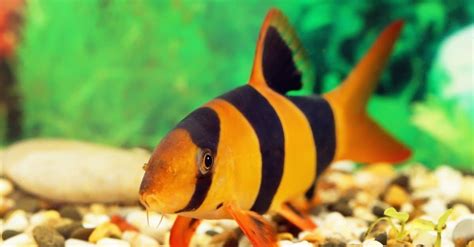 loach fish facts   animals